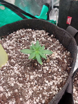 Дульсинея 1.06.png