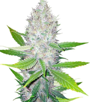 1751718618316.png 1751718618316.png