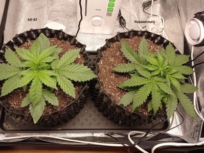 КК и АК 6.07.jpg