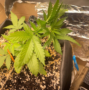 1751990694019.png 1751990694019.png