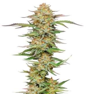 1752067202815.png 1752067202815.png