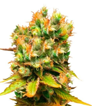 1752411082081.png 1752411082081.png