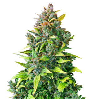 1752411102019.png 1752411102019.png