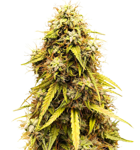 1752411115050.png 1752411115050.png