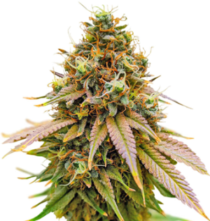 1752494329026.png 1752494329026.png