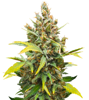 1752591147190.png 1752591147190.png