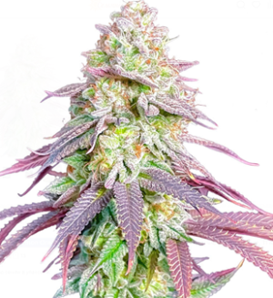 1752758679909.png 1752758679909.png