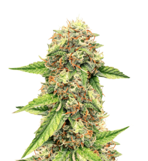 1752758721953.png 1752758721953.png