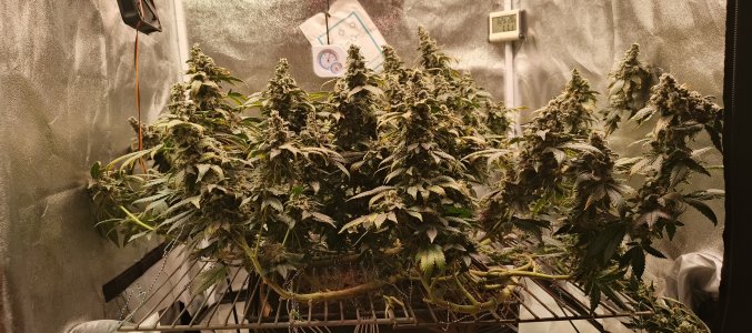 IMG_20250719_002744_341.jpg IMG_20250719_002744_341.jpg