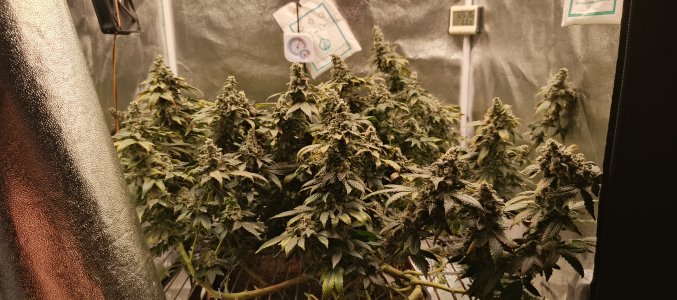 IMG_20250719_002738_973.jpg IMG_20250719_002738_973.jpg