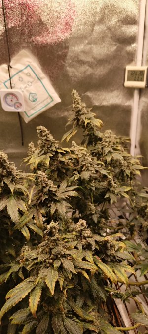 IMG_20250719_002732_888.jpg IMG_20250719_002732_888.jpg