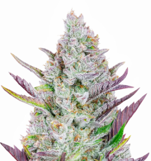 1752925959276.png 1752925959276.png