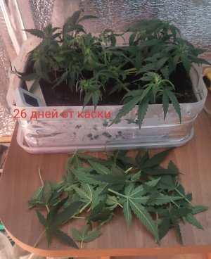 P50726-074811 (1)(1)(1).jpg P50726-074811 (1)(1)(1).jpg