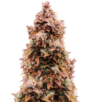 1753534201234.png 1753534201234.png