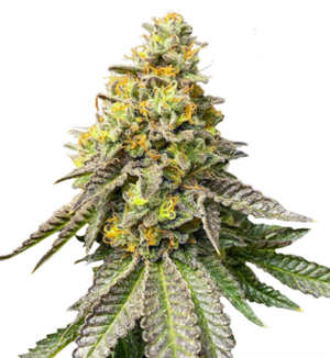 1753534231775.png 1753534231775.png