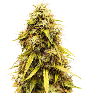 1753692297329.png 1753692297329.png