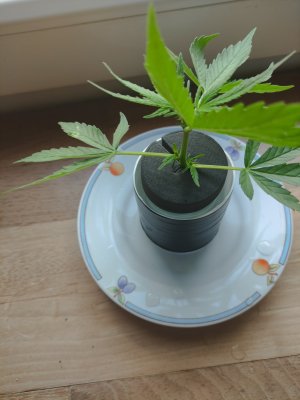 IMG_20250728_105846.jpg IMG_20250728_105846.jpg