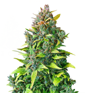 1753881565633.png 1753881565633.png