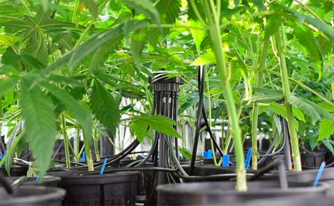 avtomatizirujte-process-vyrashchivaniya__8FXxUu8gz37RDPnJ.jpg avtomatizirujte-process-vyrashchivaniya__8FXxUu8gz37RDPnJ.jpg