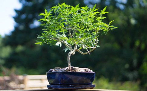 mikrogroving-ili-kanna-bonsaj__Iyca0ck3hJLxdDqi.jpg mikrogroving-ili-kanna-bonsaj__Iyca0ck3hJLxdDqi.jpg