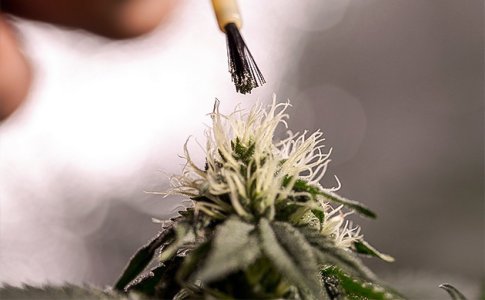 zajmites-selekciej__qXSFtxLzm9YUEjAQ.jpg zajmites-selekciej__qXSFtxLzm9YUEjAQ.jpg