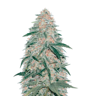 1754049421560.png 1754049421560.png