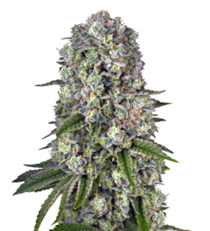 1754049449544.png 1754049449544.png