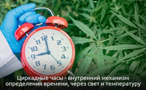 chto-takoe-cirkadnye-chasy__rIHy1aTCY5CmpPDu.jpg