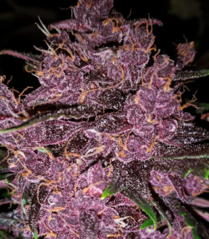 1650545338025.png 1650545338025.png