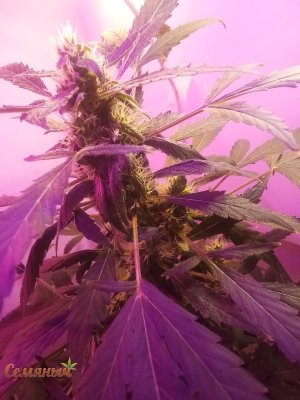 210_watermarked_copy_600x800.jpg 210_watermarked_copy_600x800.jpg