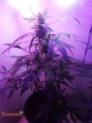 209_watermarked_copy_600x800.jpg 209_watermarked_copy_600x800.jpg