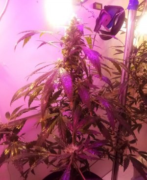 PSX_20220426_130232.jpg PSX_20220426_130232.jpg