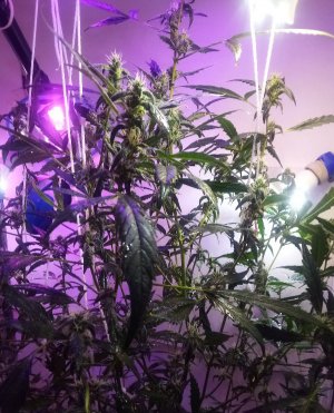 PSX_20220426_130139.jpg PSX_20220426_130139.jpg