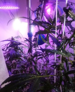 PSX_20220426_130038.jpg PSX_20220426_130038.jpg