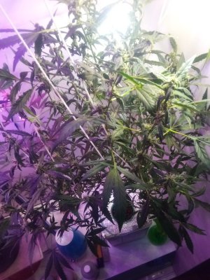 IMG_20220426_135511_233_copy_600x800.jpg IMG_20220426_135511_233_copy_600x800.jpg