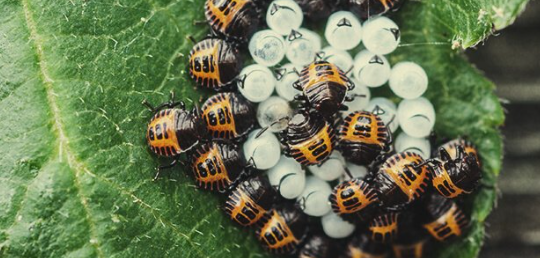 1651512982252.png 1651512982252.png