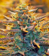 1651820260824.png 1651820260824.png