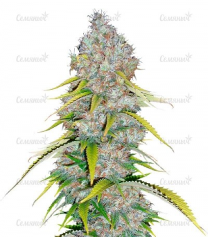 1651820336402.png 1651820336402.png