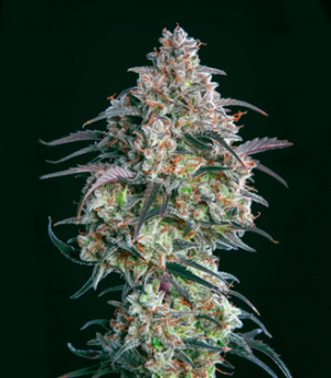 1651820377853.png 1651820377853.png