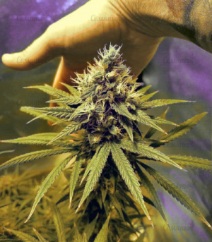 1651820436297.png 1651820436297.png