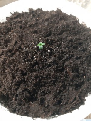 20220507_072232.jpg 20220507_072232.jpg