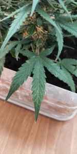 P50817-093406 (1).jpg