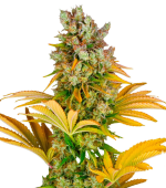 1755708928872.png 1755708928872.png