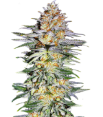 1755783869391.png 1755783869391.png