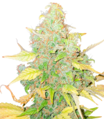 1755783882543.png 1755783882543.png