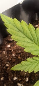 20250826_165527.jpg 20250826_165527.jpg