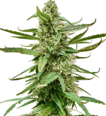 1756298764728.png 1756298764728.png