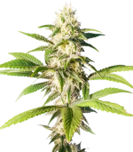 1756312476296.png 1756312476296.png