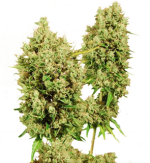 1756369830366.png 1756369830366.png