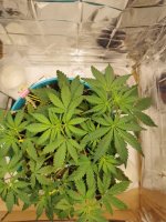 7.09 - 1 (22 день).jpg